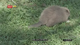 Beaver looking around then walks off GENERAL BEHAVIOUR