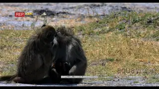 Baboons grooming while baboon mother carrying twin infants