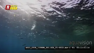 Feeding Striped Mackerels, Rastrelliger Kanagurta.