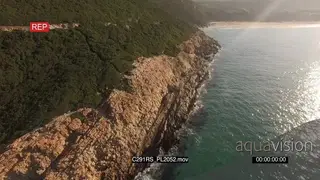 AERIAL Great white shark hunting patrolling along coastline GOOD LIGHT