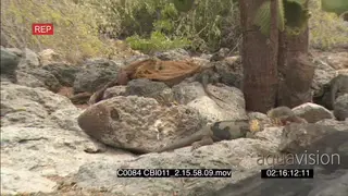 Galapagos marine iguanas sleeping resting on island MCU ZO