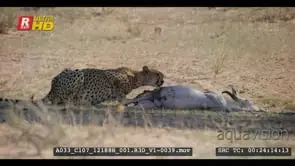 Cheetah eating the intestines of springbok kill turn and face camera