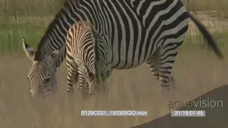 A zebra foal and the mother grazing MS
