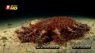 A red and cream coloured crown-of-thorns sea star hunting for food at night