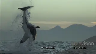 SLOW MOTION Great White Shark breach catch seal decoy at dusk
