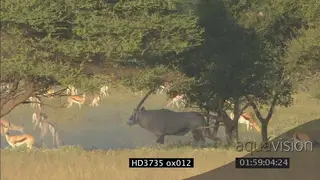 Gemsbok Oryx territorial dominance display, jousting and sparring