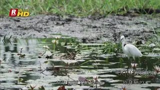 Little egret foraging, walking and searching for aquatic insects.