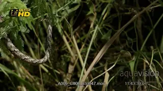 Vine snake waving its way on a tree branch while hunting in coastal forest.