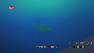 Large Great White Shark approaching, swim past in deep blue ocean UW MLS TD HAND