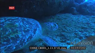 Green Sea Turtle moving around underwater reef boulders