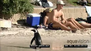African Penguins at Boulders Beach, with beachgoers and bathers
