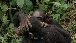 Chimpanzees sitting in bushes grooming and looking around. Medium Close-Up.
