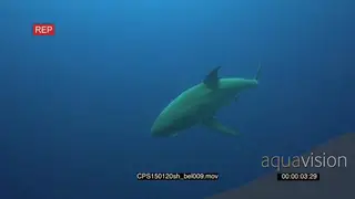 Large Great White Shark approaching, swim past in deep blue ocean UW MLS TD HAND