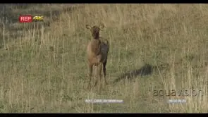 Elk calf standing and looking around WS GOOD LIGHT