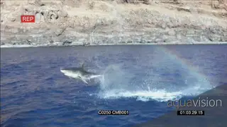 Rare! Guadeloupe Great White Shark breach AmCam