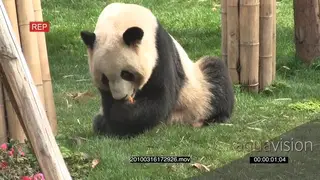Giant Panda bear sitting and feeding on a fruit.