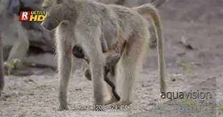 Female Chacma baboon walking while its baby's holding onto her belly.