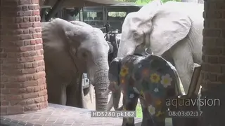 African elephants feeding in Mfuwe lodge courtyard walking through reception area out to.