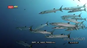 A school of Blackfin Barracuda, Sphyraena qenie, swim past the camera.
