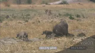 Cheetah brothers walking across towards camera hunting stalking Warthog family foraging