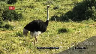 Ostrich standing on bushveld looking around LS