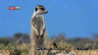 Meerkat standing and looking around MS