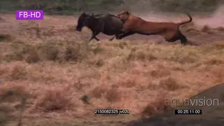 Lion chasing a wildebeest TAKE DOWN