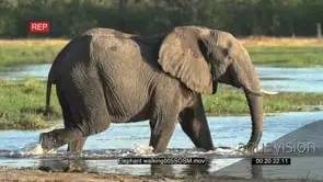 Slow motion of elephant walking into water of the Okavango Delta