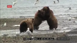 Grizzly Bears chase salmon, two fighting, female catch salmon feeding