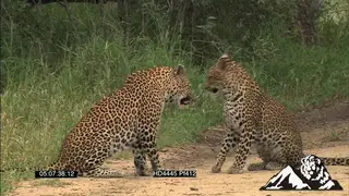 Leopards showing courtship behaviour GOOD LIGHT