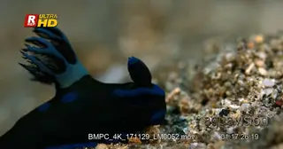 Close up shot side view of a black and blue nudibranch, Tambja morosa on the sea bed.
