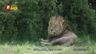 African Male Lion laying, resting on a shade and looking around.