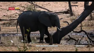 Elephant rubbing itself on a tree trunk and rest itself on the tree