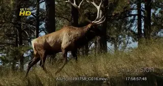 Adult Elk side view, walking and looking around.