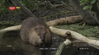 Beaver laying down in a pond eating a bark PROFILE