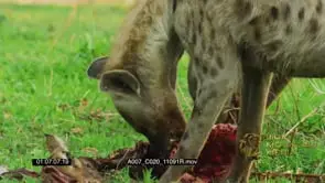 Spotted Hyenas eating impala kill