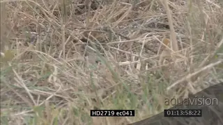 Mozambique Spitting Cobra crawling through grass MS PAN