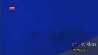Humpback whale calf swimming down to two adults watching over the young UW