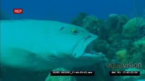 Peacock Rockcod getting cleaned by other small reef fish underwater in ocean then…