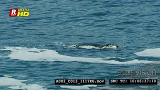 Humpback whale swimming and feeding on the aquatic foods with young whale.