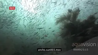 School of Sardines swimming underwater in ocean LA XWS TRAVELING SHOT MWS HAND