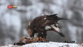 Golden eagle feeding on red fox while snowing heavily SNOW