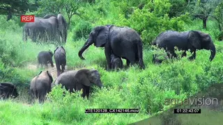 African Elephant herd with calves walking and grazing on HA WS