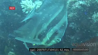 Longfin Batfish swimming and getting cleaned by Bluestreak Cleaner Wrasse underwater in.