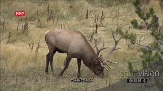 Elk deer standing and grazing GENERAL BEHAVIOUR