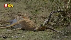 Baby cheetah peeks up from behind dead impala carcass. MWS;DAY