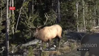 A pair of Elk deers walking around GENERAL BEHAVIOUR