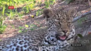 Leopard male cub Sitting in the Bushveld Breathing heavily and Looking around GOOD LIGHT