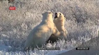 A pair of polar bears fighting