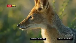 Black-backed jackal licking dew off grass